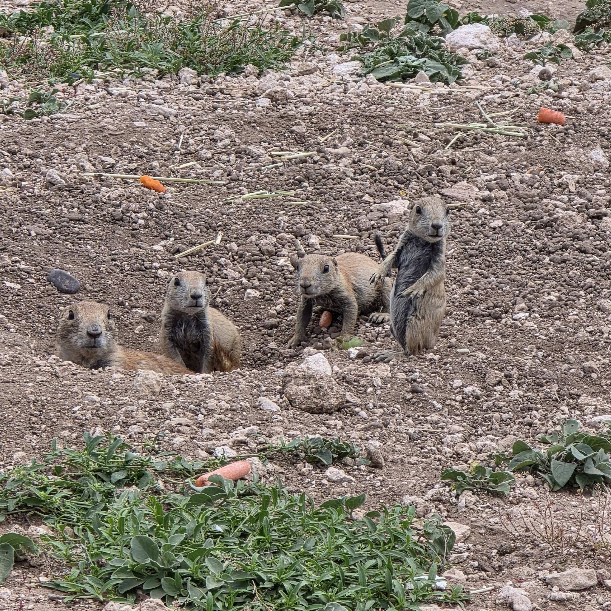 Prairie Dog Town - Lubbock, TX