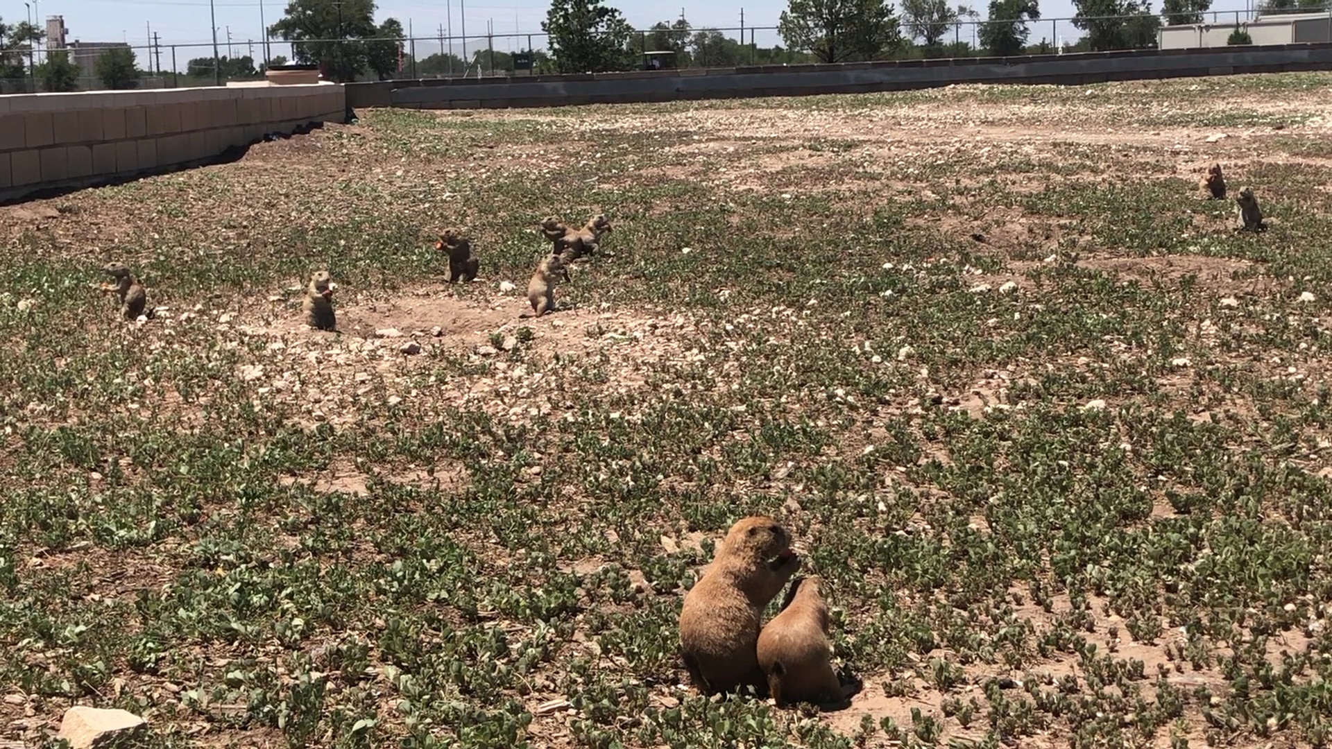 Prairie Dog Town - Lubbock, TX