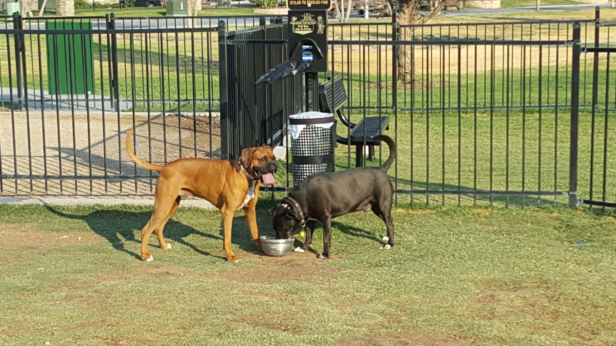 Private Dog Park Lubbock - Lubbock, TX