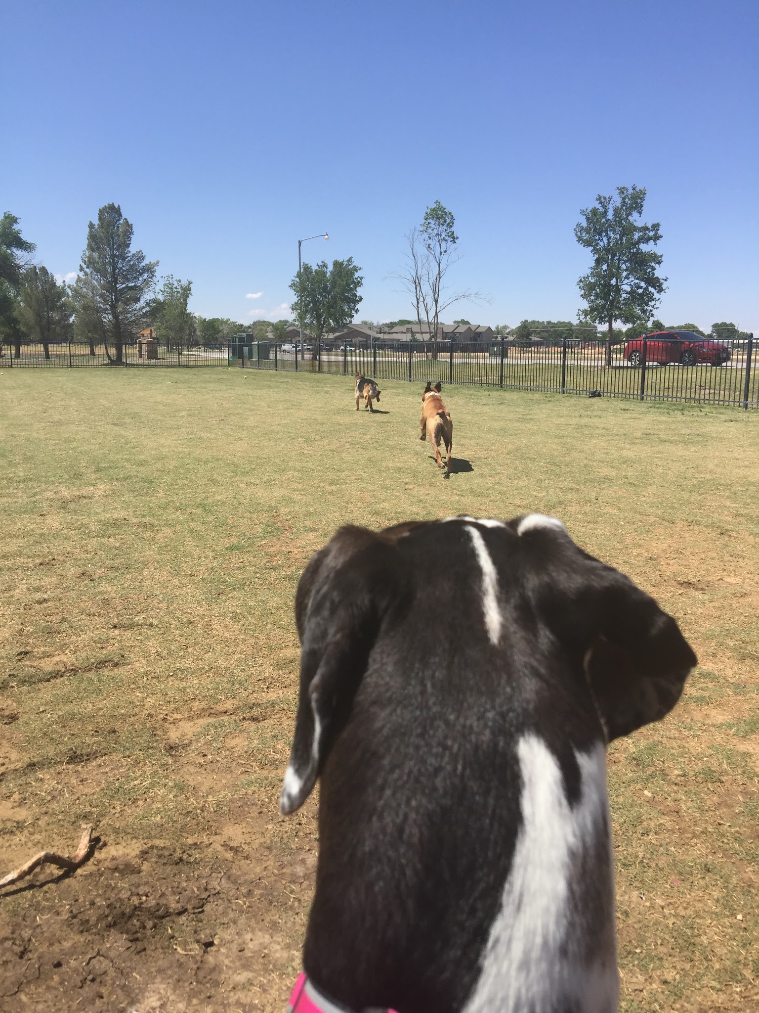 Private Dog Park Lubbock - Lubbock, TX