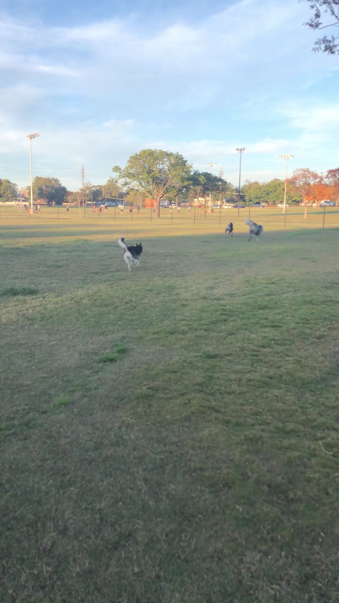 Clapp- Hub City Dog Park - Lubbock, TX