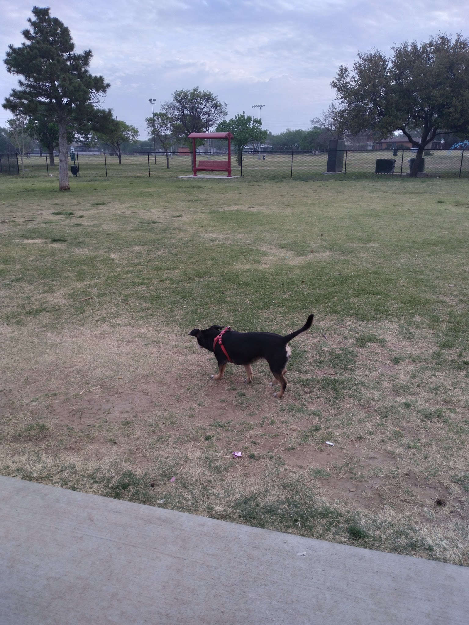 Clapp- Hub City Dog Park - Lubbock, TX
