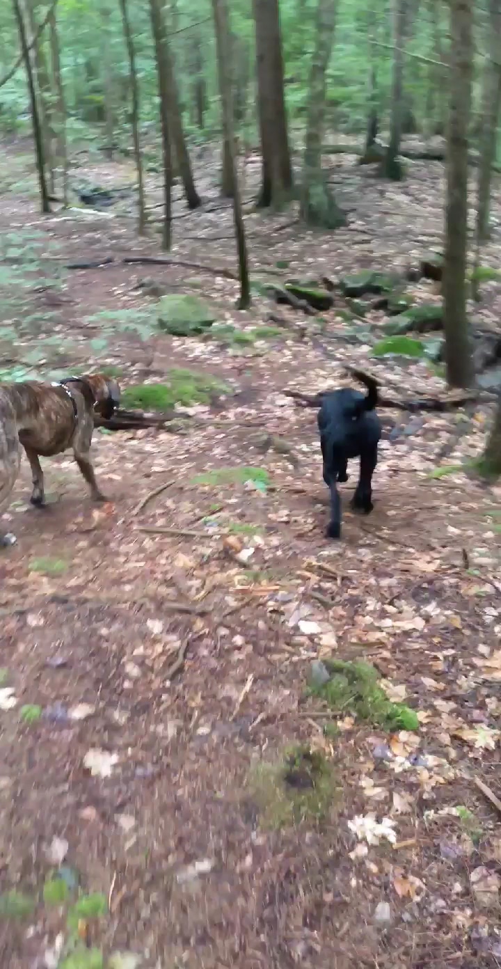 Senter falls - Lyndeborough, NH