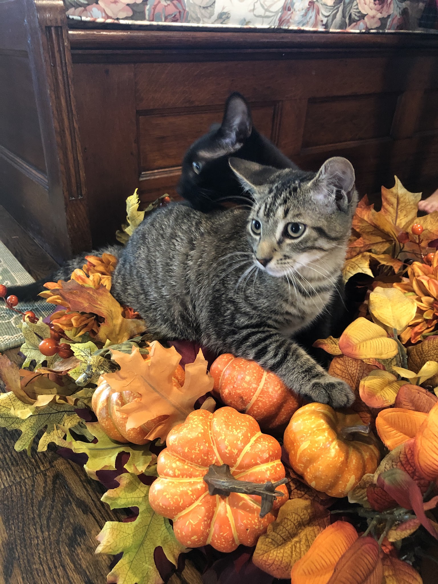 Humane Society Of Bergen County - Lyndhurst, NJ