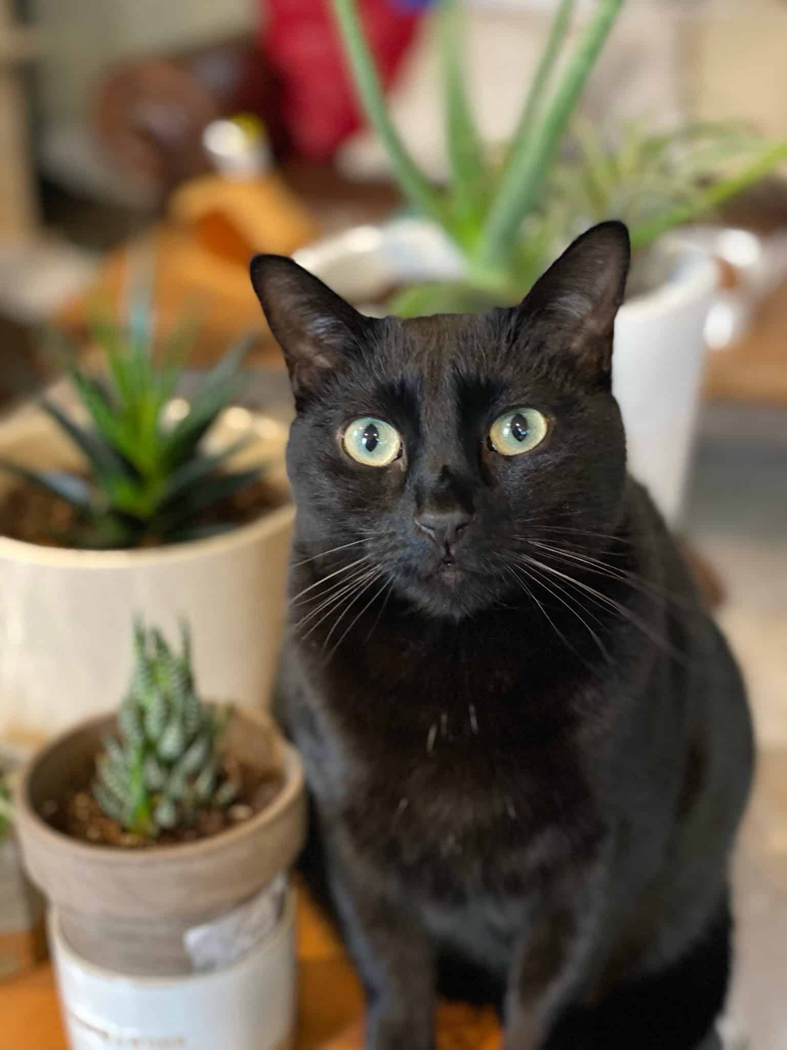 Humane Society Of Bergen County - Lyndhurst, NJ