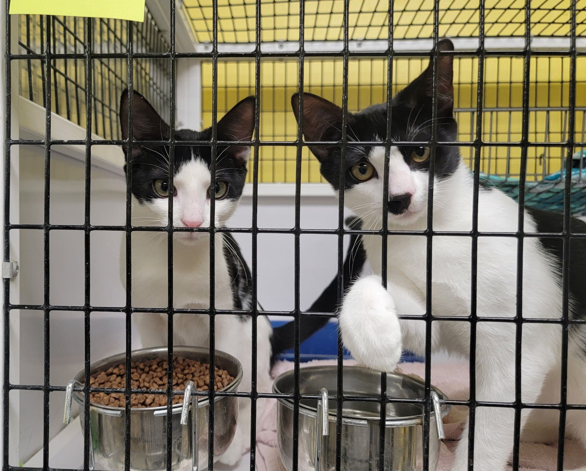 Humane Society Of Bergen County - Lyndhurst, NJ