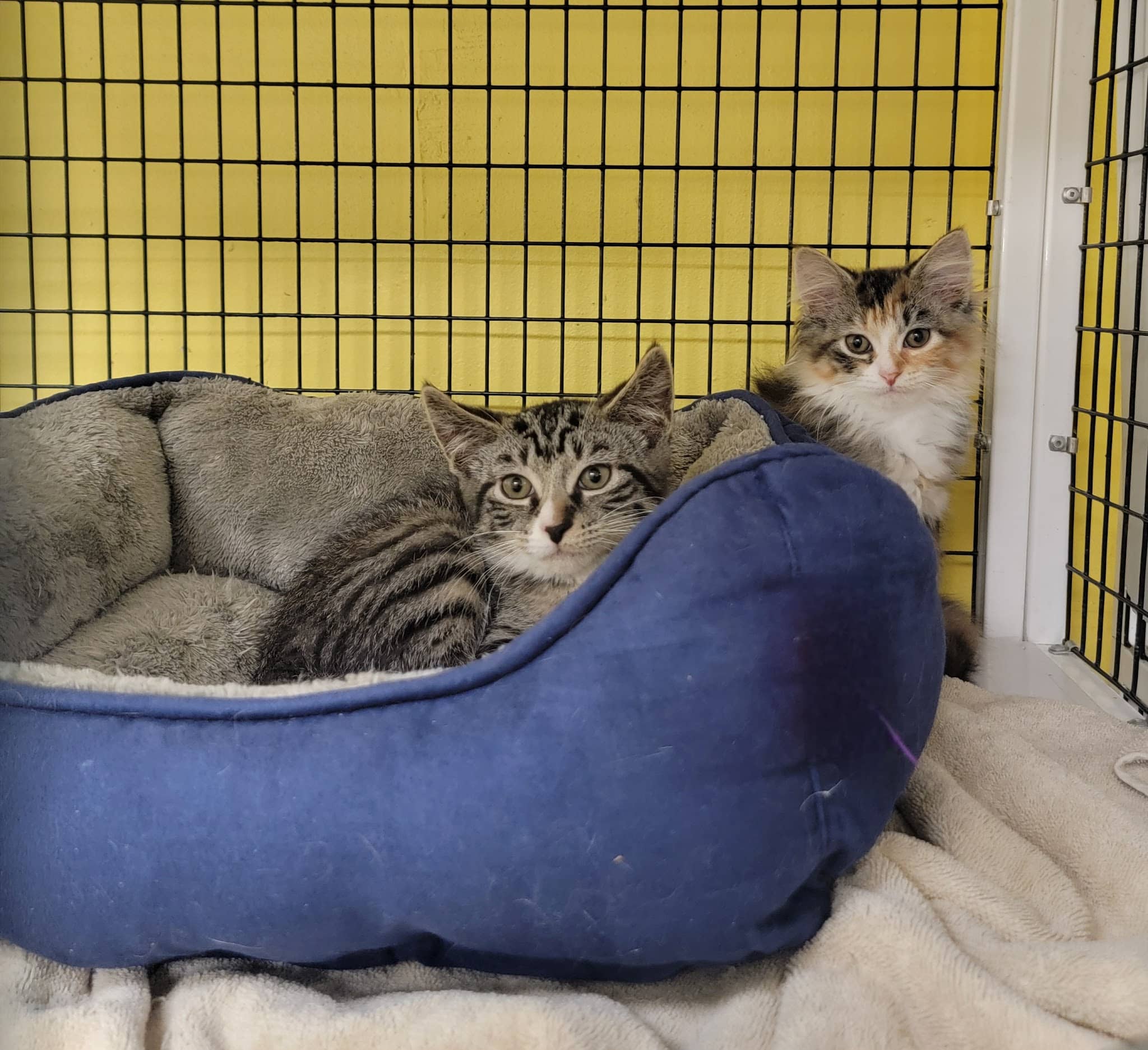 Humane Society Of Bergen County - Lyndhurst, NJ