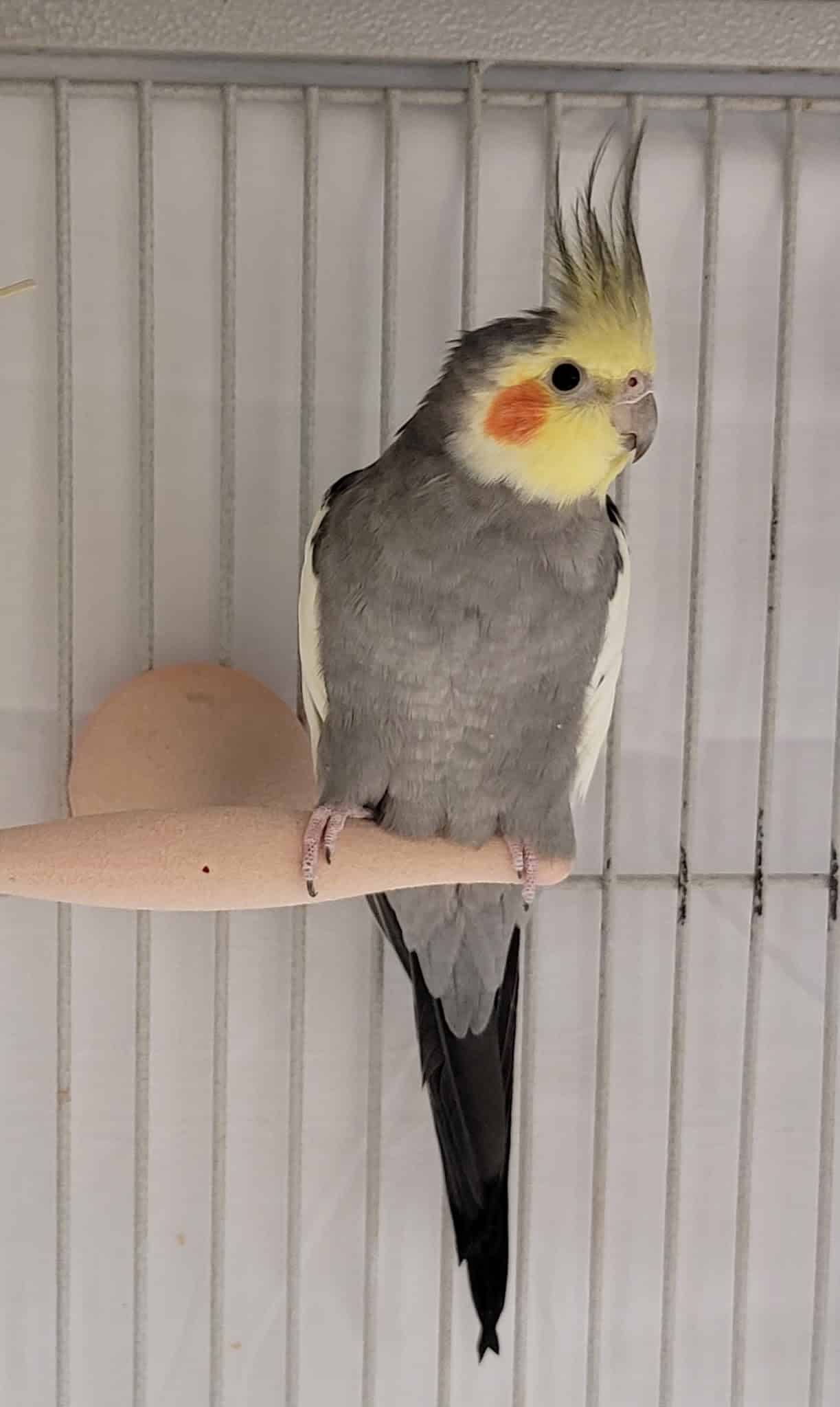 Humane Society Of Bergen County - Lyndhurst, NJ