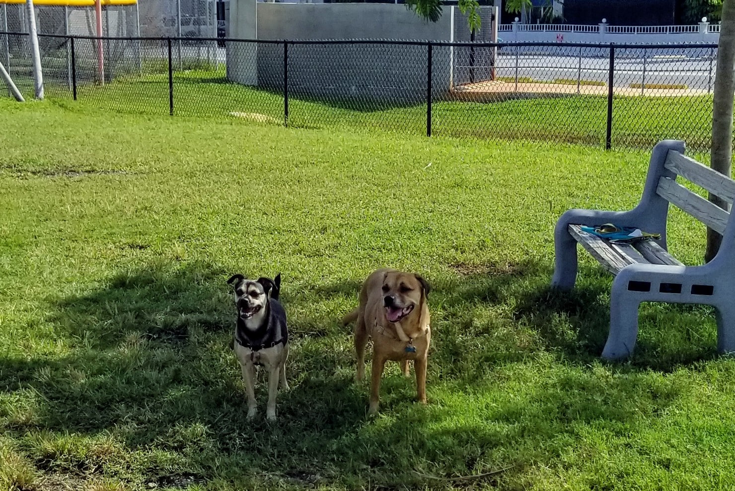Madeira Beach Dog Park - Madeira Beach, FL