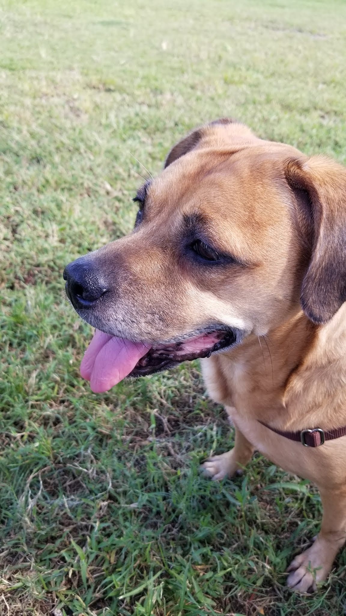 Madeira Beach Dog Park - Madeira Beach, FL