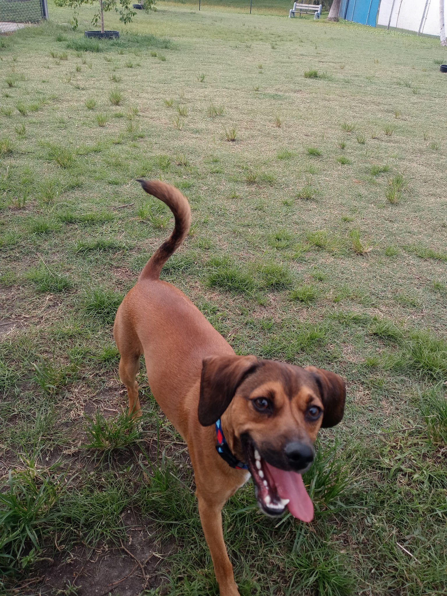 Madeira Beach Dog Park - Madeira Beach, FL