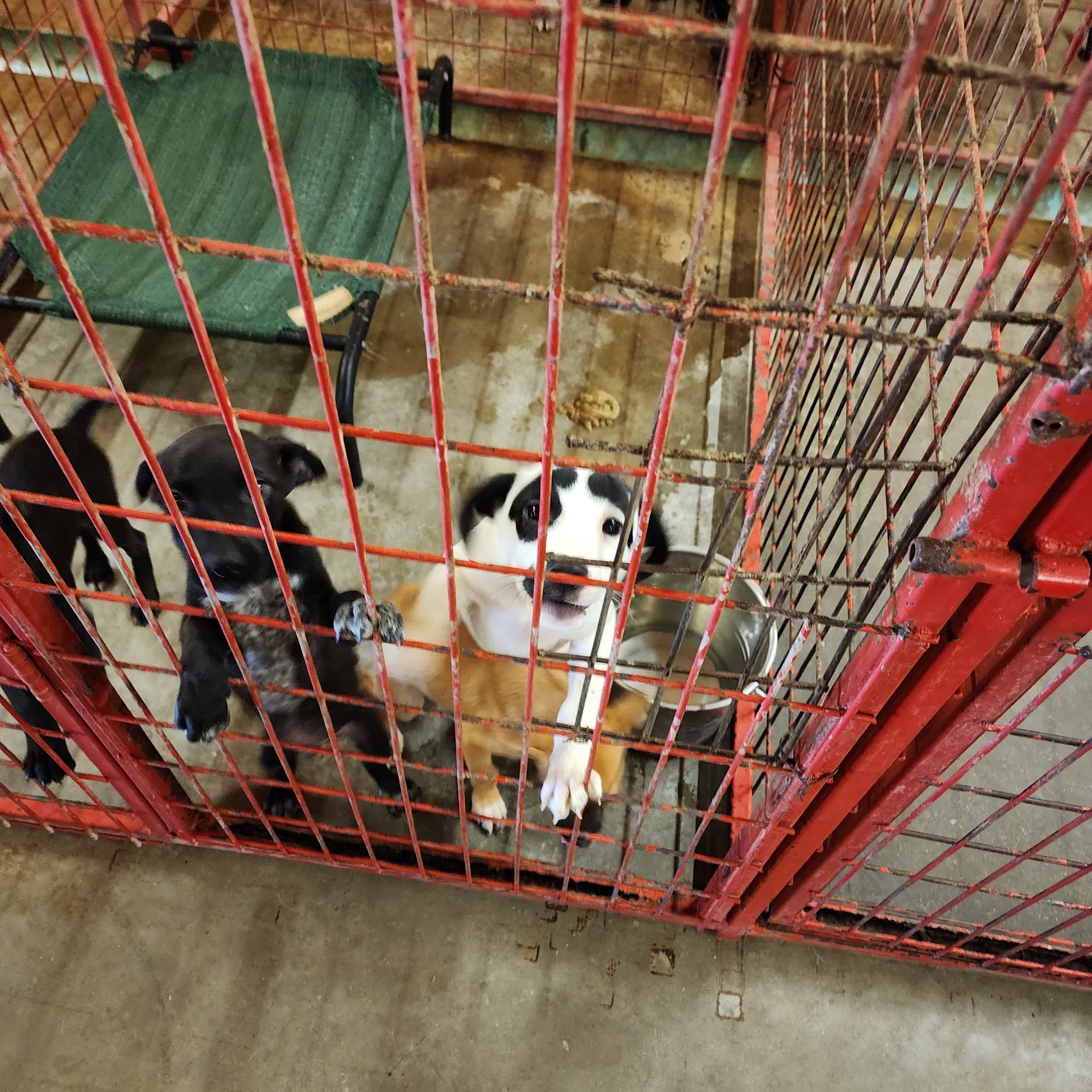 Madill Animal Shelter - Madill, OK