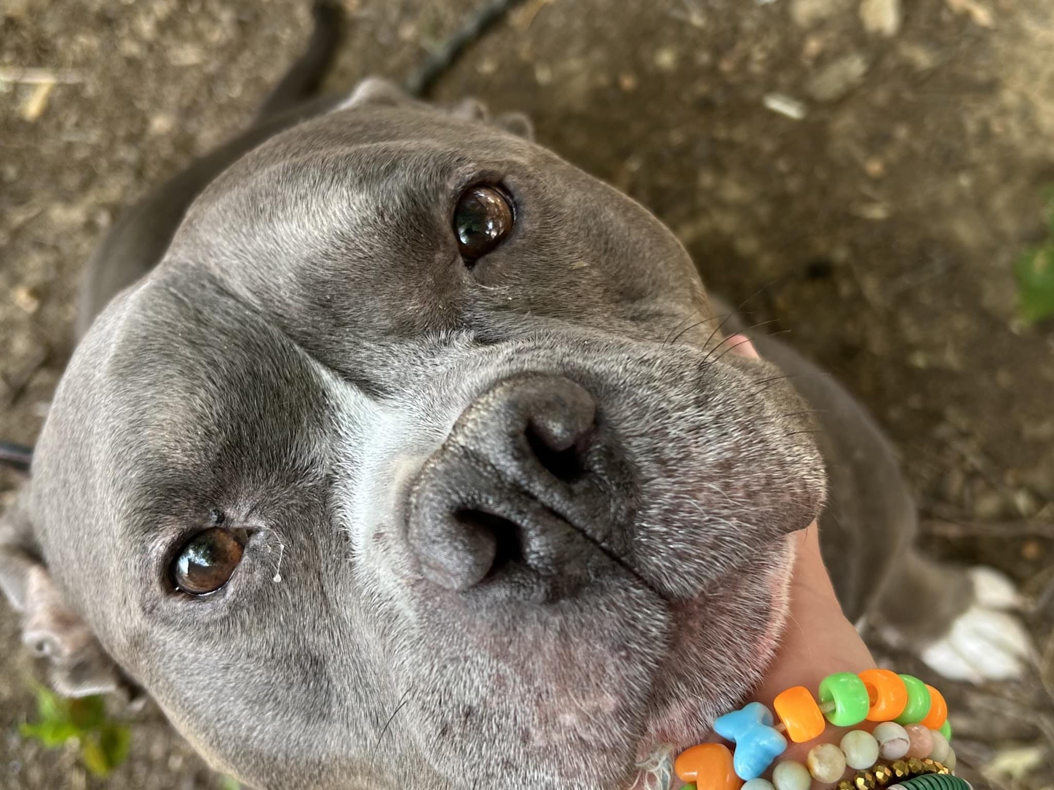 Madill Animal Shelter - Madill, OK