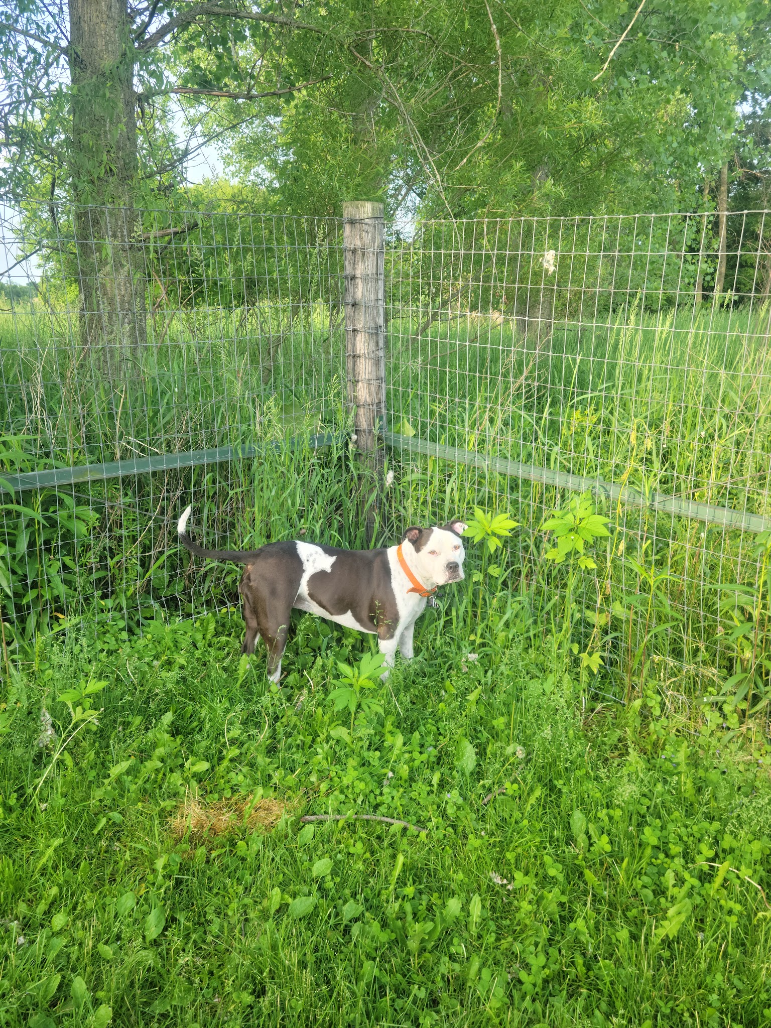 My Dog and Me Private Dog Park - Madison, WI