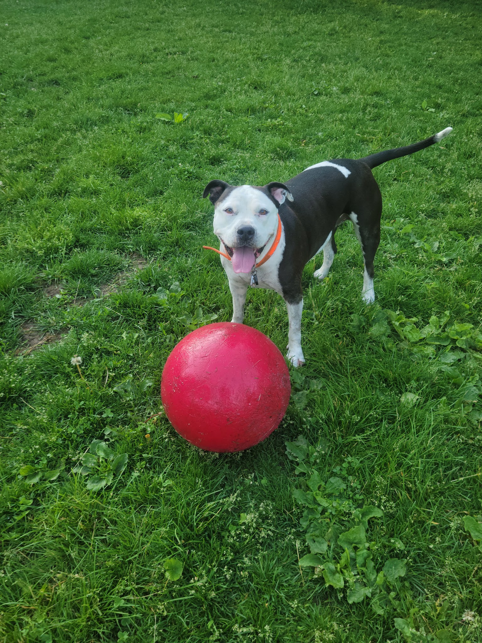 My Dog and Me Private Dog Park - Madison, WI