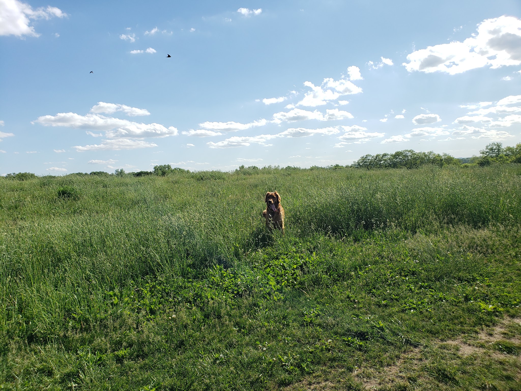 Sycamore Park Dog Park - Madison, WI
