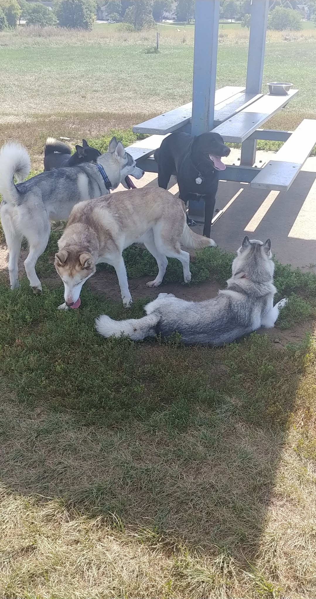 Sycamore Park Dog Park - Madison, WI
