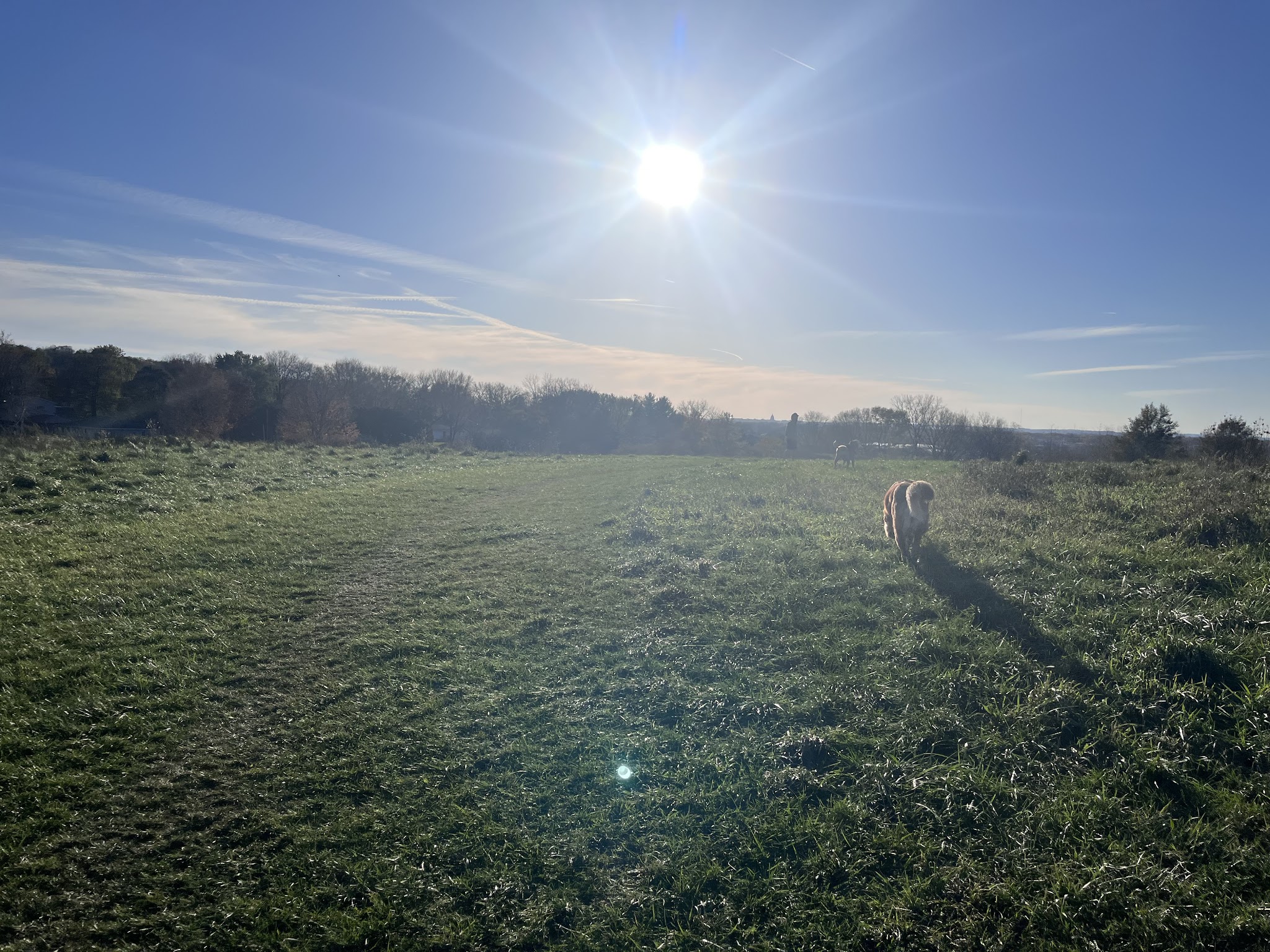 Sycamore Park Dog Park - Madison, WI