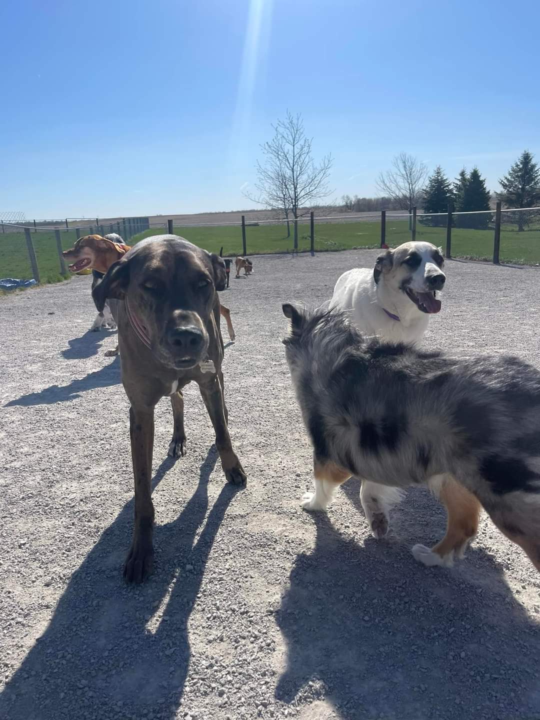 Big Creek Pet Lodge - Madrid, IA