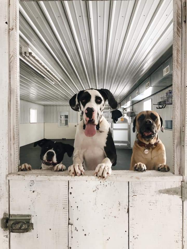 Big Creek Pet Lodge - Madrid, IA