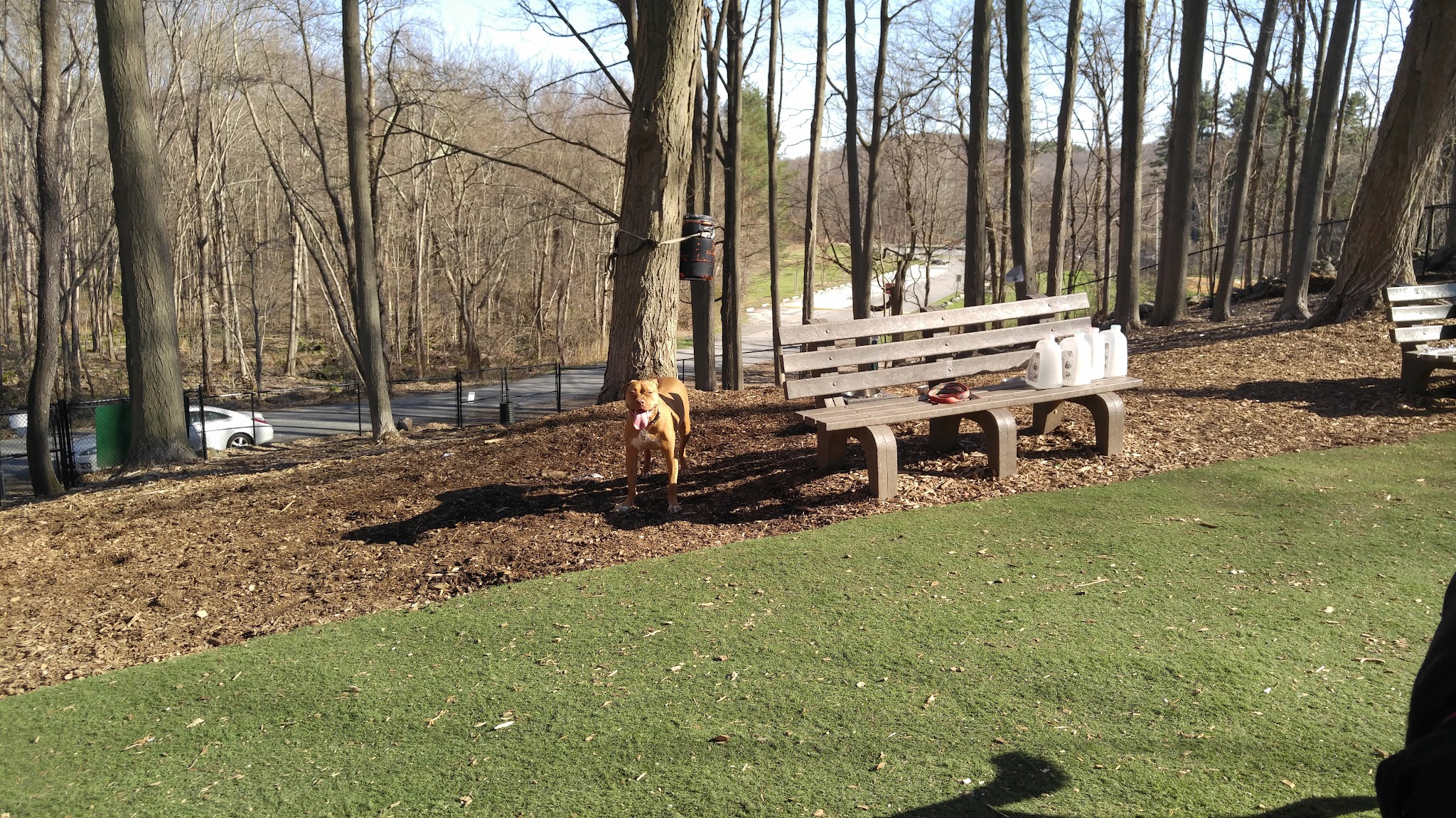 Sycamore Bark Park - Mahopac, NY