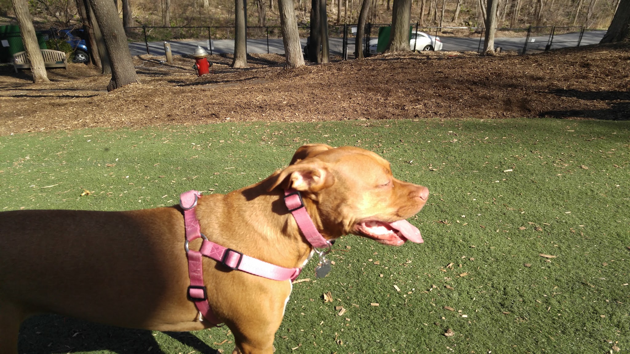 Sycamore Bark Park - Mahopac, NY
