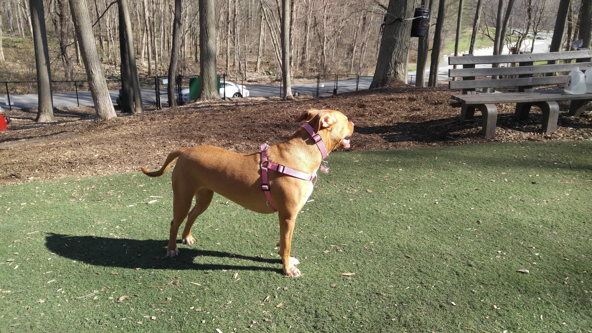 Sycamore Bark Park - Mahopac, NY