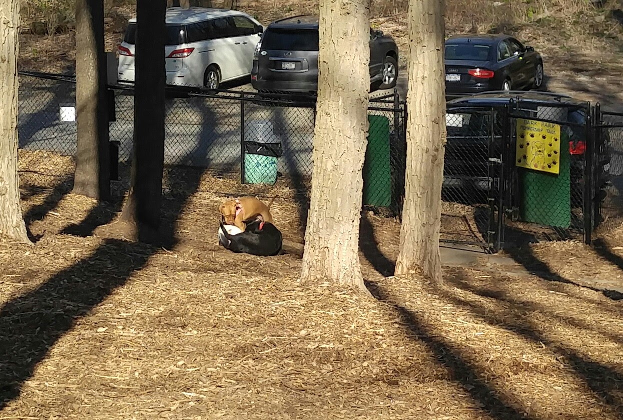 Sycamore Bark Park - Mahopac, NY