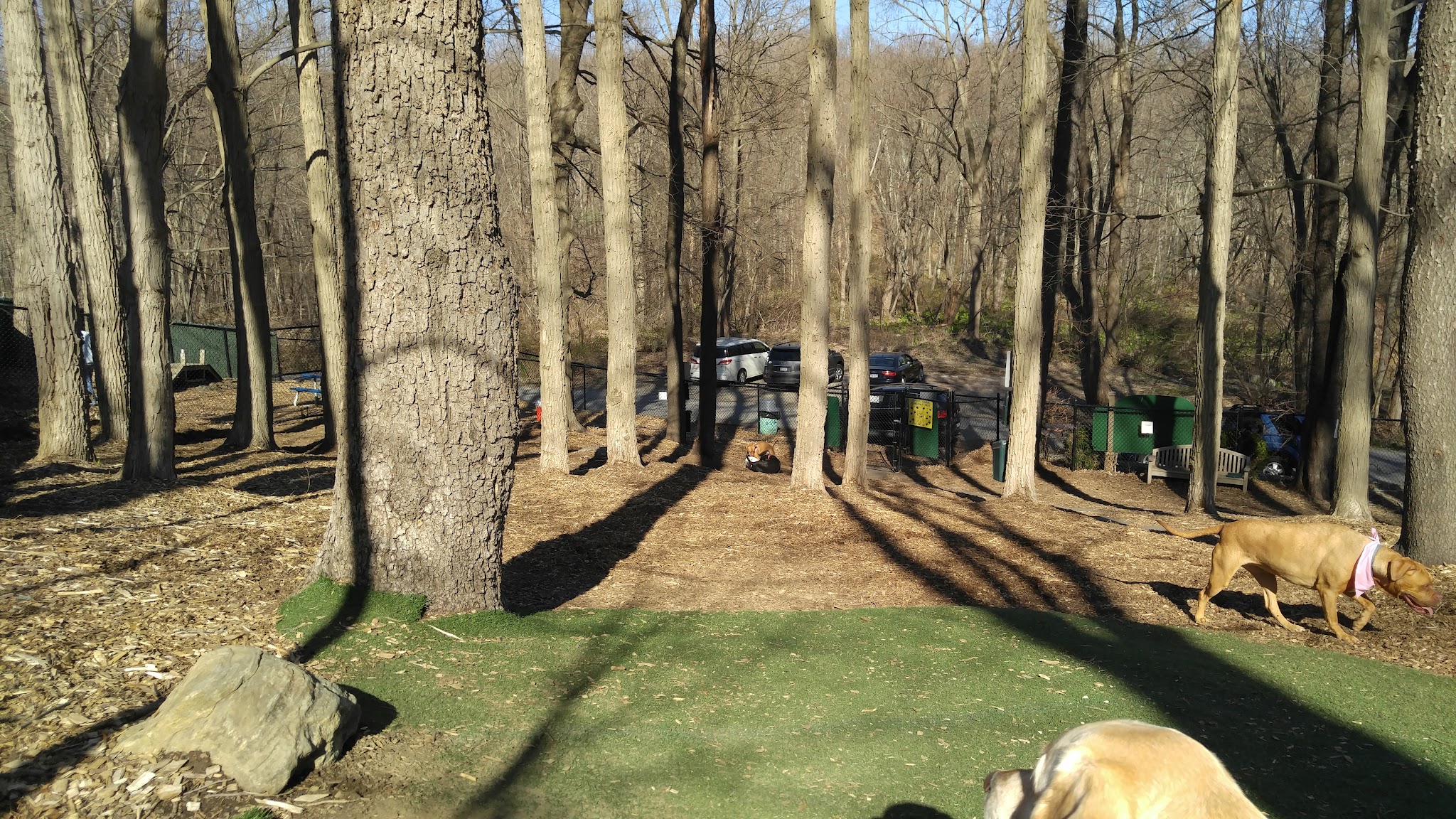 Sycamore Bark Park - Mahopac, NY