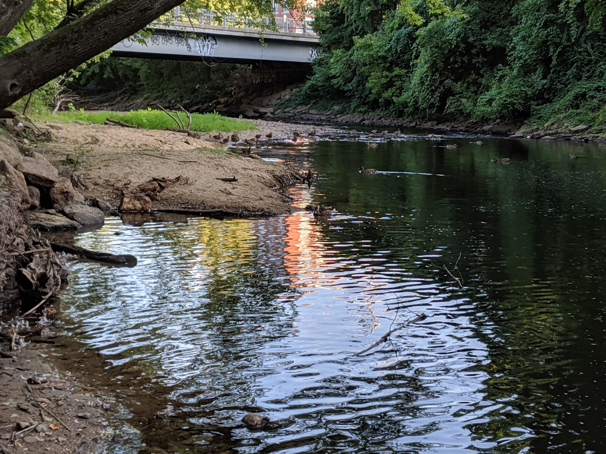 Bass Island Park - Manchester, NH