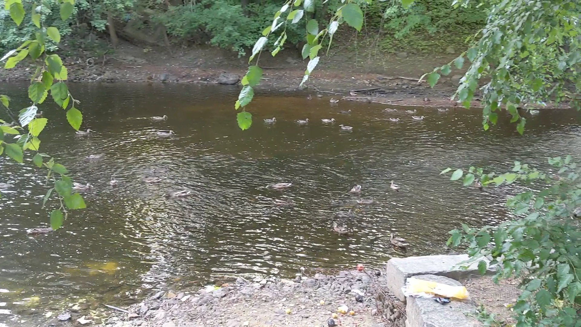 Bass Island Park - Manchester, NH