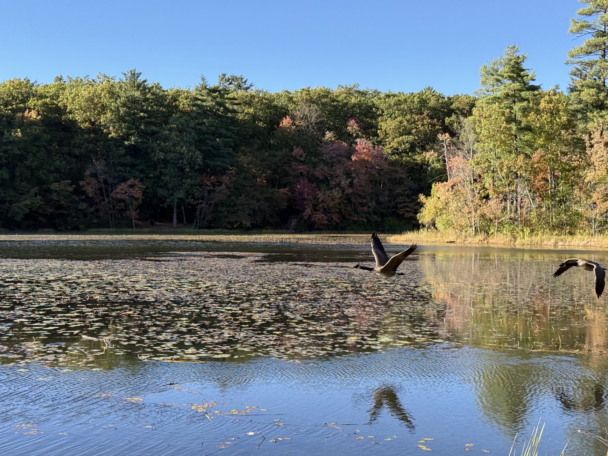 Dorrs Pond Nature Trail - Manchester, NH