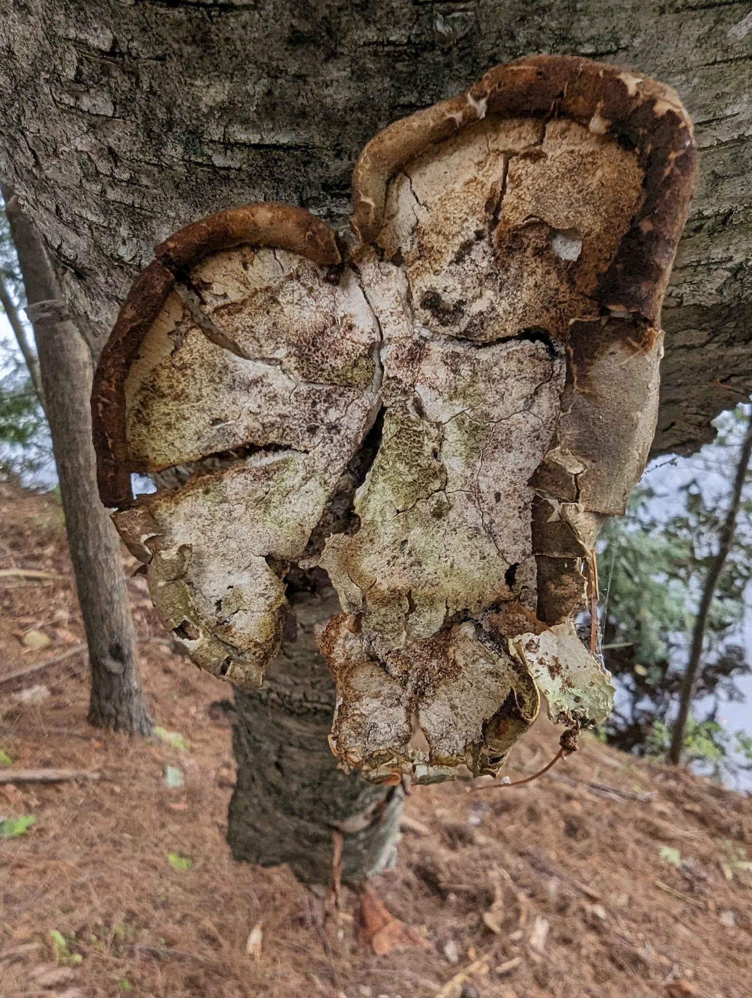 Piscataquag Rail Trail - Manchester, NH