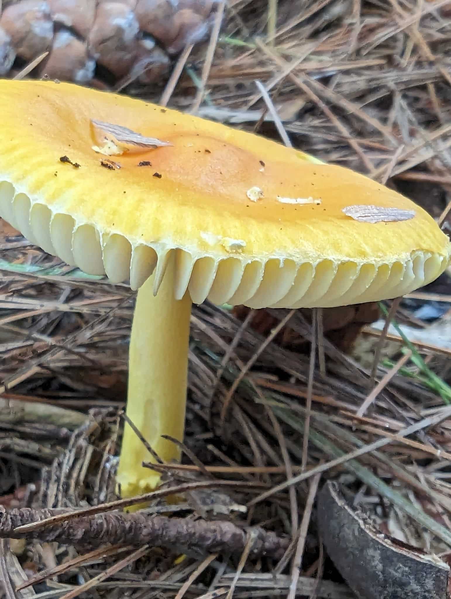 Piscataquag Rail Trail - Manchester, NH