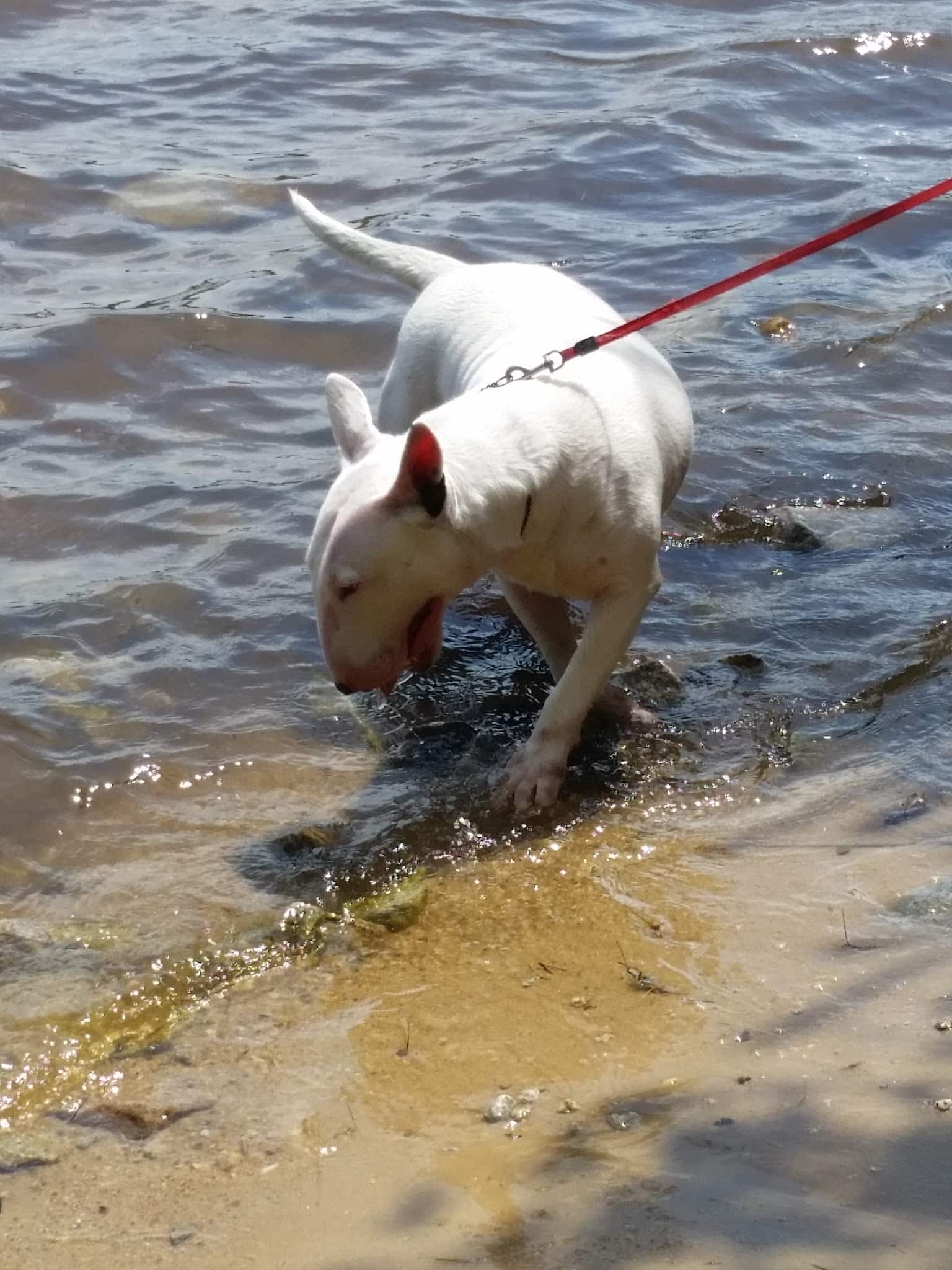 Rockingham Rail Trail - Manchester, NH