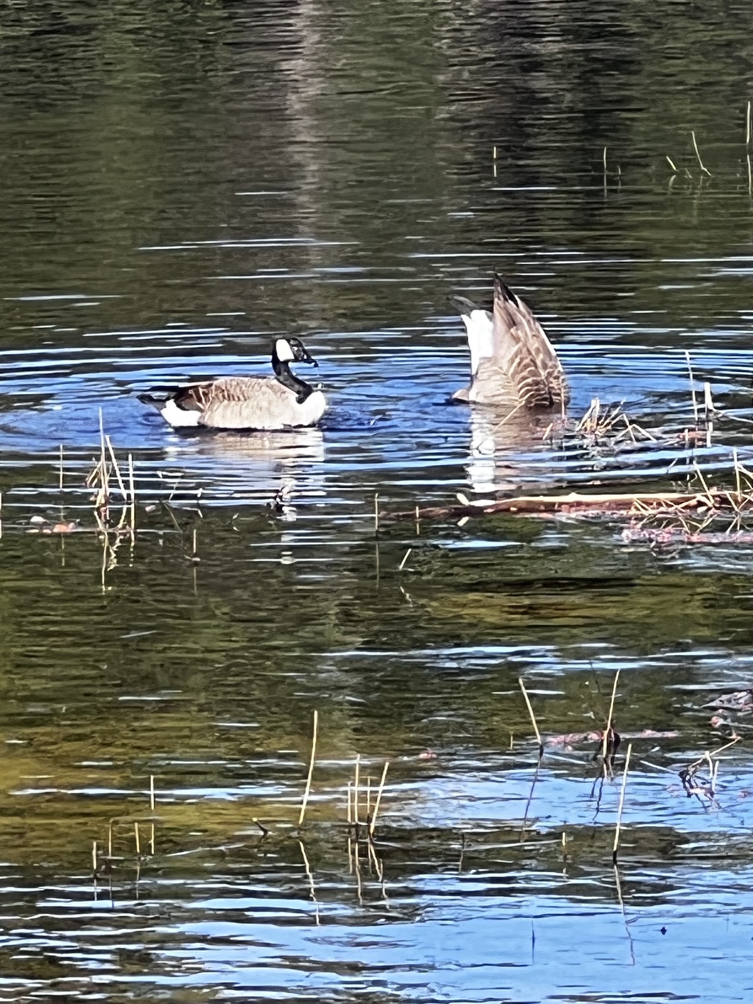 Rockingham Rail Trail - Manchester, NH