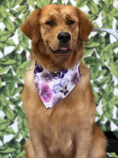 The Pretty Pup Parlor - Mangham, LA