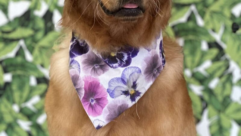 The Pretty Pup Parlor - Mangham, LA