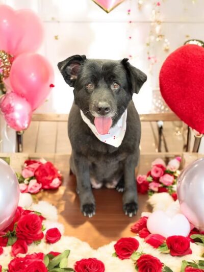 The Pretty Pup Parlor - Mangham, LA