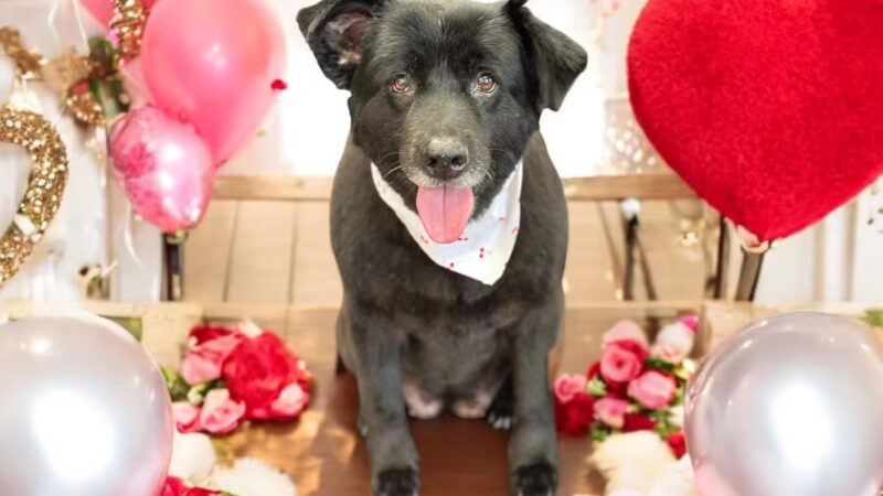 The Pretty Pup Parlor - Mangham, LA