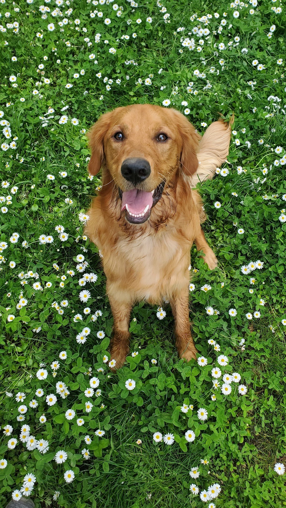 Summit Park Off Leash Dog Park - Maple Valley, WA