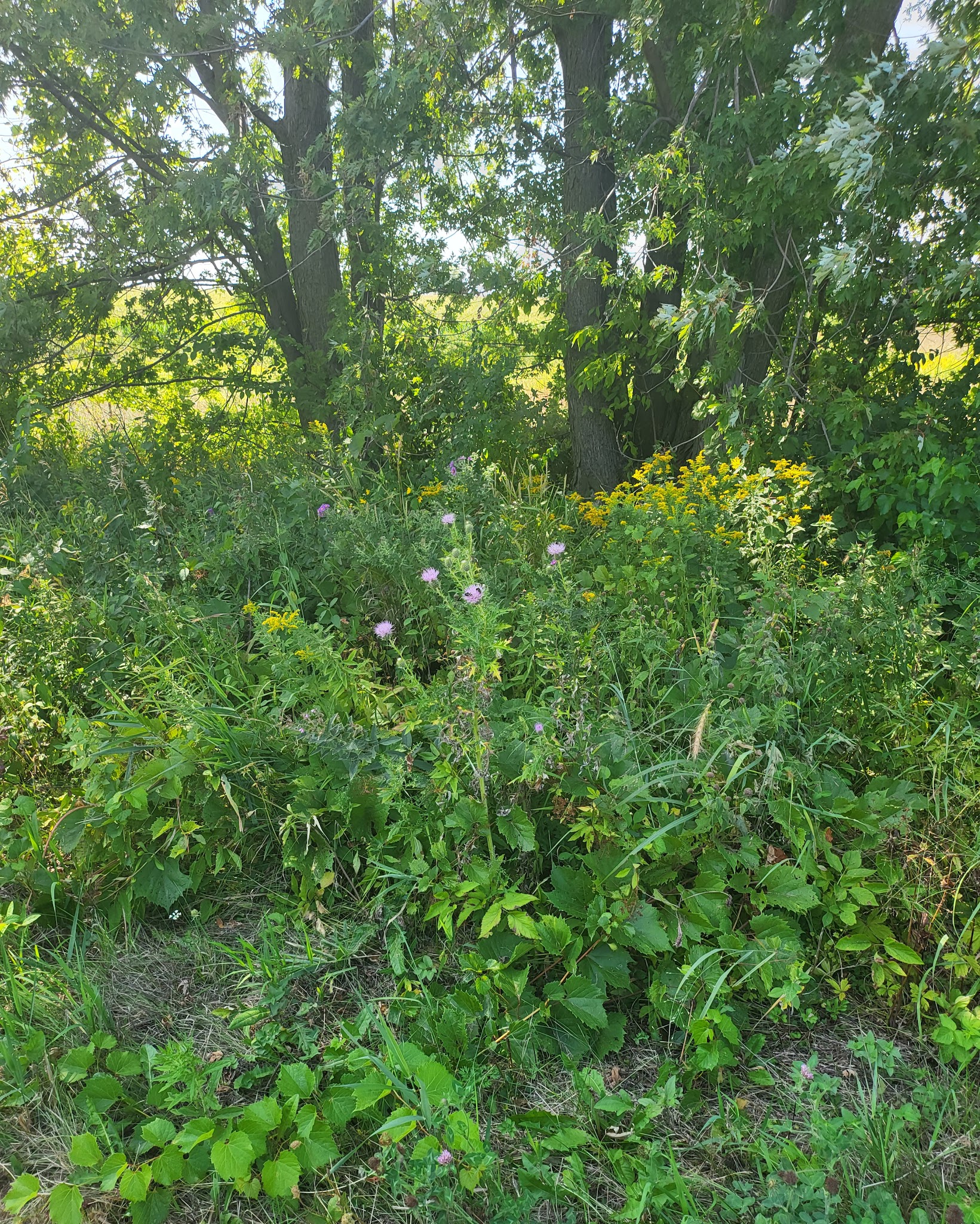 Cedar Valley Nature Trail - Marion, IA