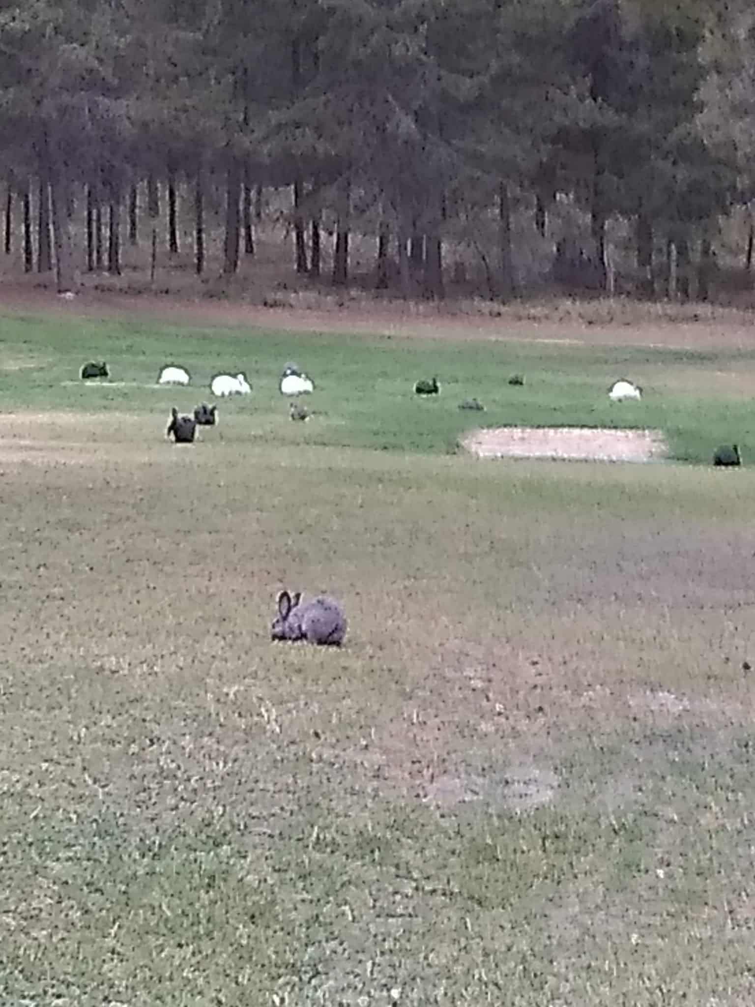 Moose Crossing Inc - Marion, MT