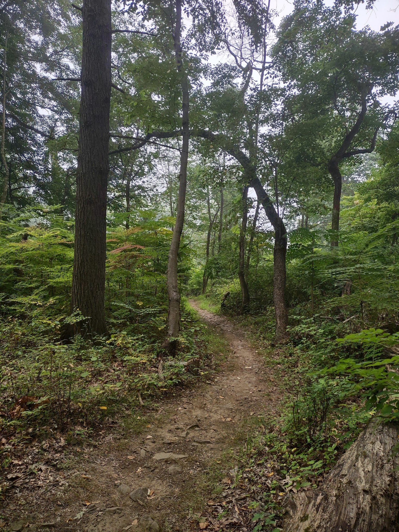 Hawk Watch Area Parking Lot - Martinsville, NJ