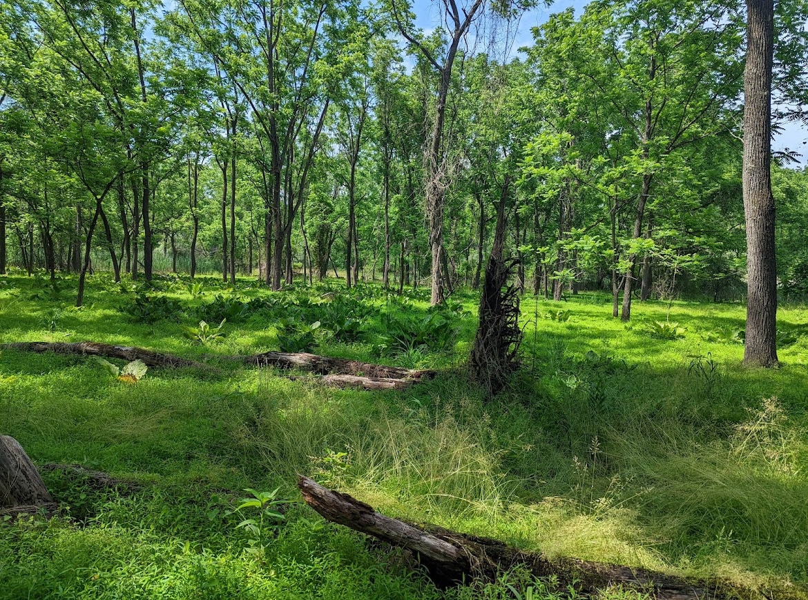 Track Edge Trail (Freneau Woods Park) - Matawan, NJ