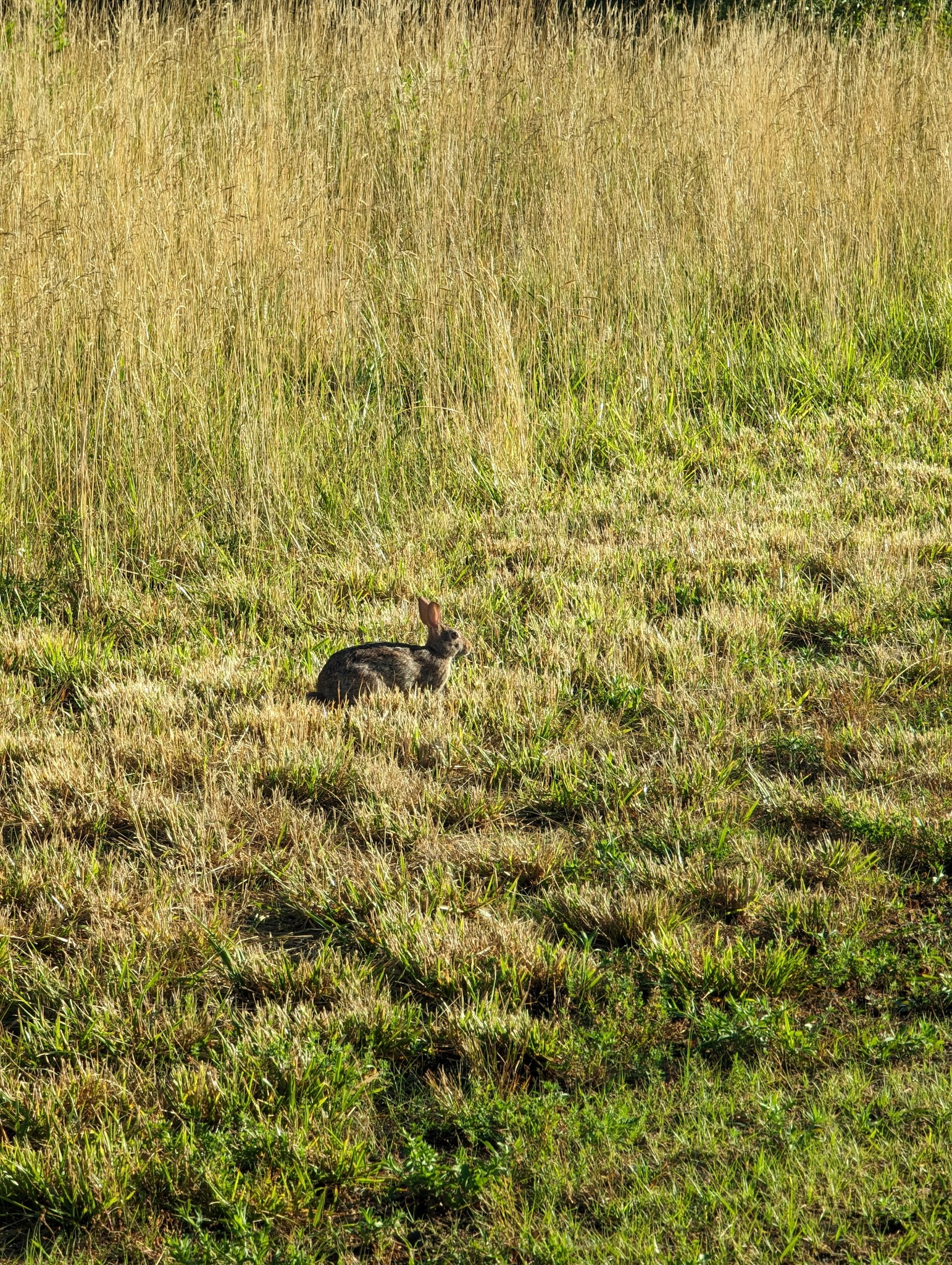 Track Edge Trail (Freneau Woods Park) - Matawan, NJ