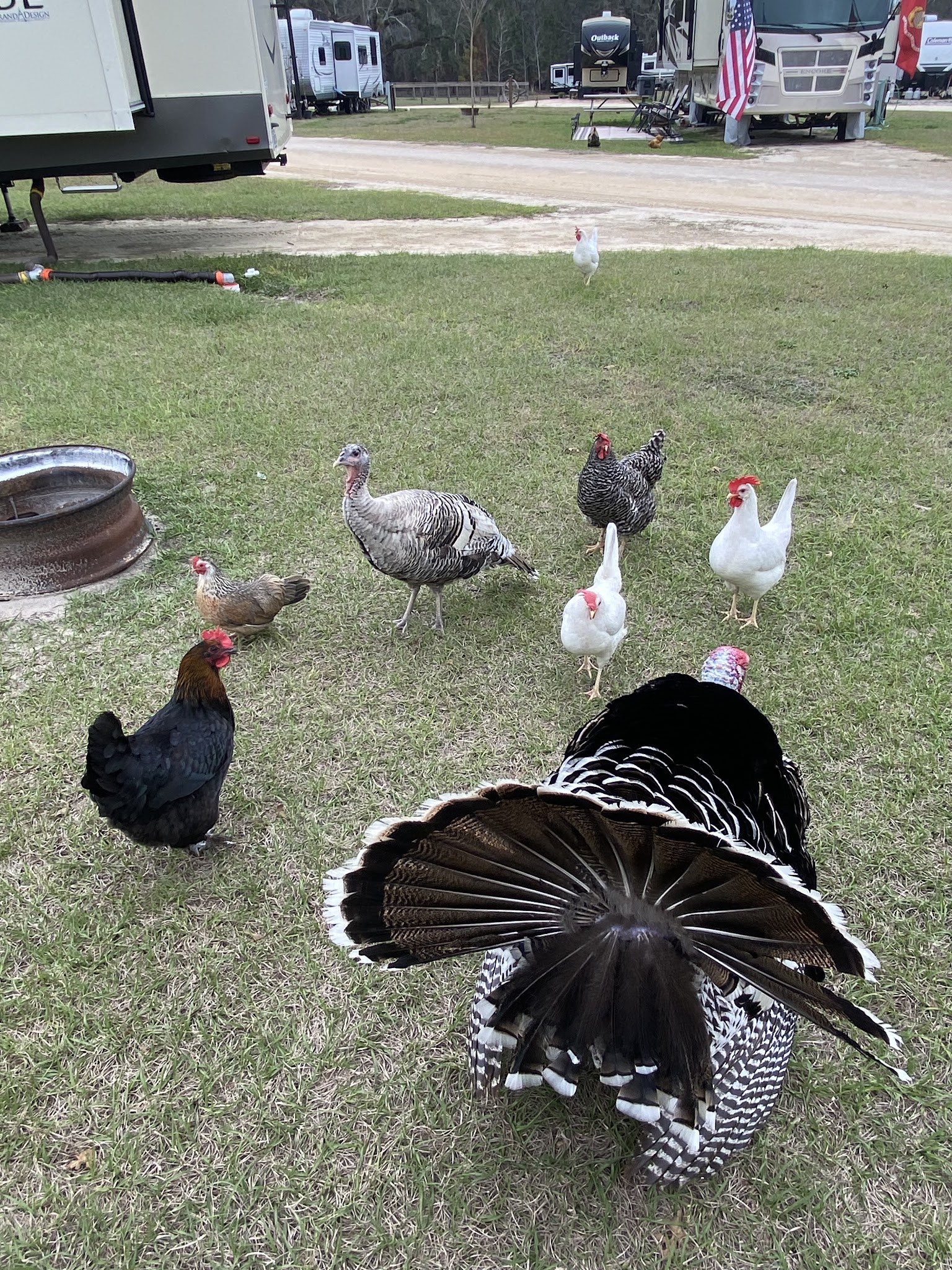 Green Acres RV Park Florida LLC - McAlpin, FL