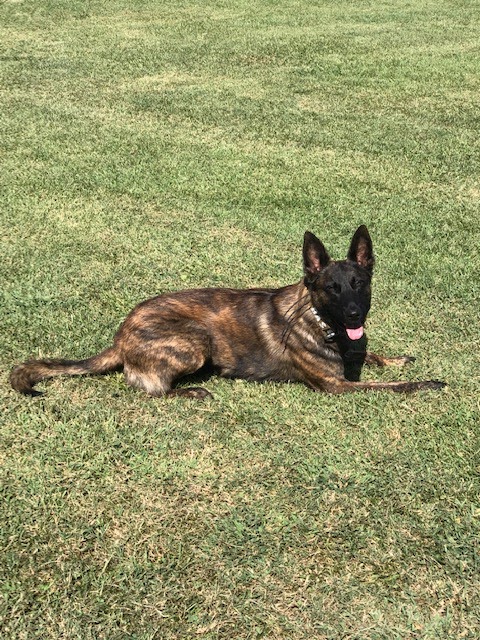 H-D Interactions Dog Training Co. - McDonald, PA