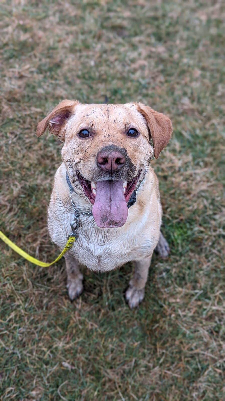 H-D Interactions Dog Training Co. - McDonald, PA