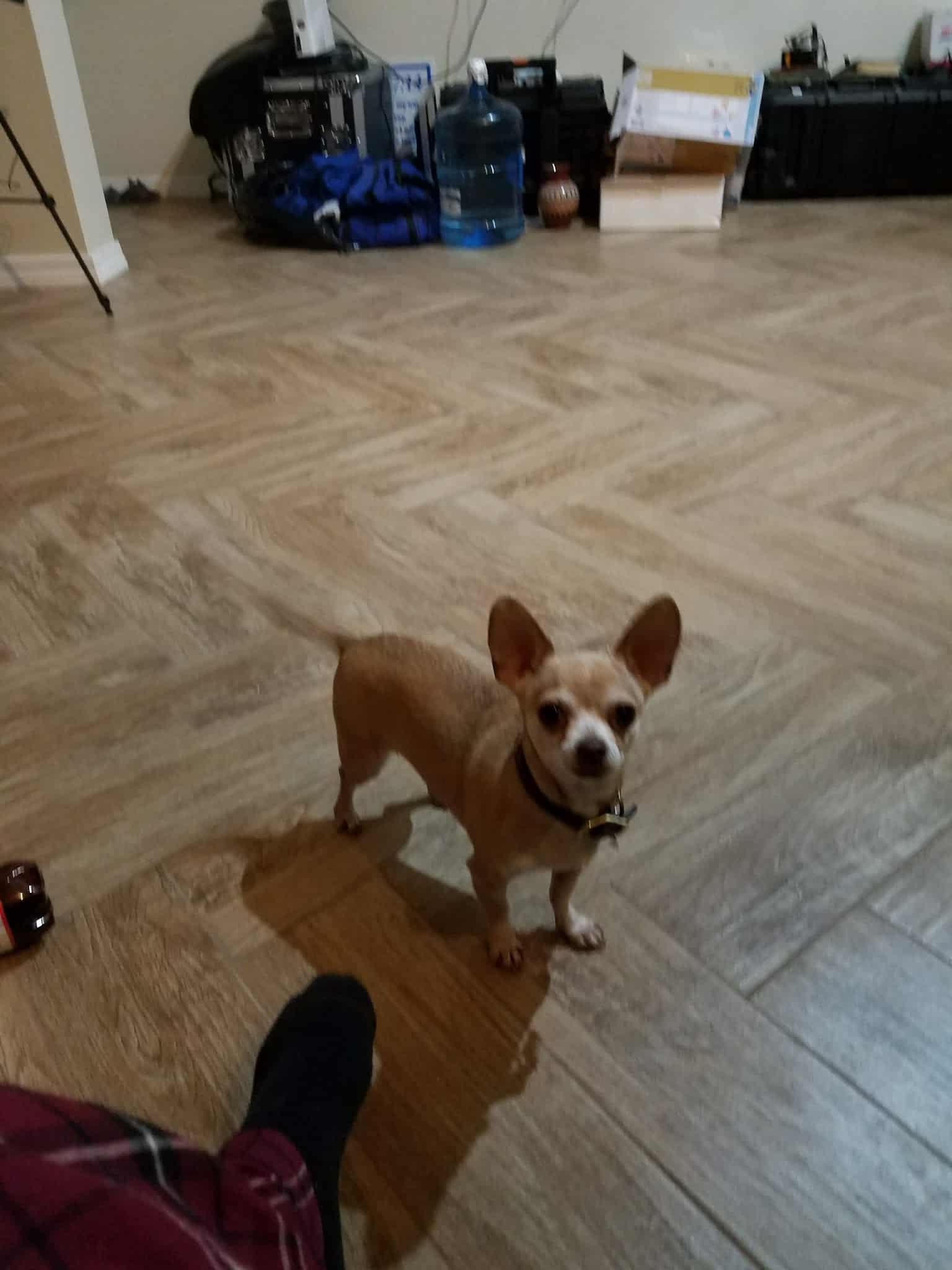 Torrance County Animal Shelter - McIntosh, NM